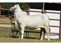 LOT  17 - LILY PEARL 96