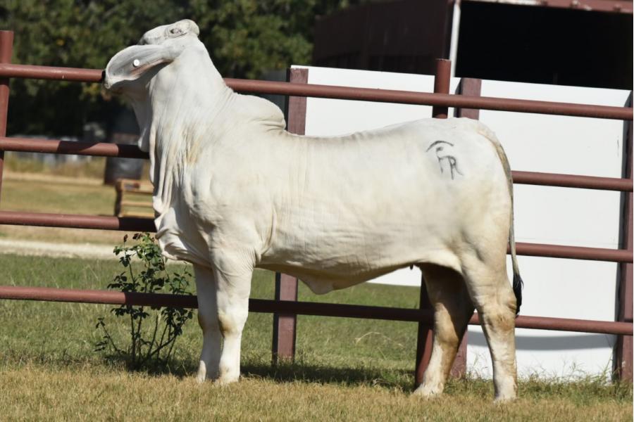 LOT  17 - LILY PEARL 96