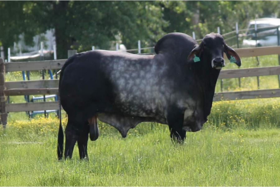 LOT 25 - LMC POLLED STUNTMAN 30/0 (PP) - 5 CONVENTIONAL SEMEN STRAWS