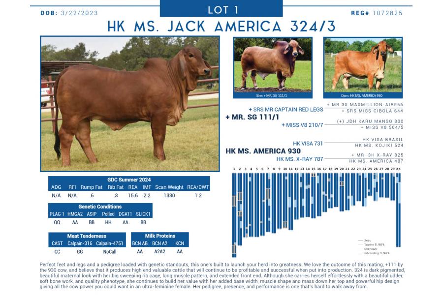 LOT  01 - HK MS. JACK AMERICA 324/3