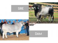 LOT 12 -  LMC LF POLLED CAPTAIN 126/7 PP X AT MISS HAZEL 940/1 - CONVENTIONAL EMBRYOS