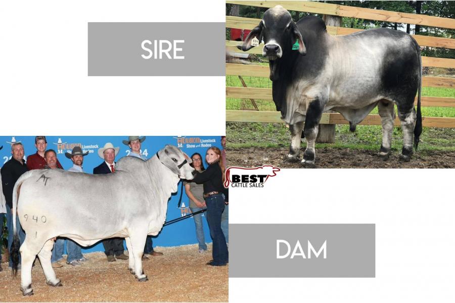 LOT 12 -  LMC LF POLLED CAPTAIN 126/7 PP X AT MISS HAZEL 940/1 - CONVENTIONAL EMBRYOS