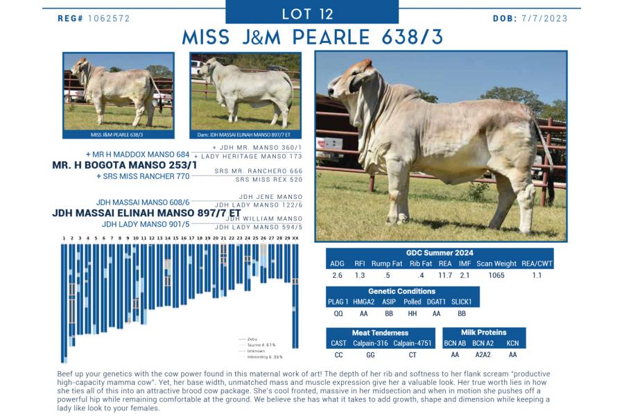 LOT  12 - MISS J&M PEARLE 638/3