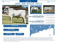 LOT  13 - MISS J&M MALLIE 655/3