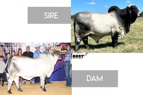 LOT 13 -  MR. HMC POLLED 111/1 (P)  X MISS JS/CLF POLLED MARVELOUS 212/2 (P) - FEMALE SEXED EMBRYOS