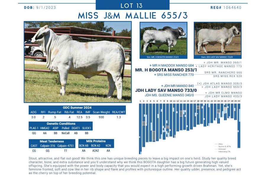 LOT  13 - MISS J&M MALLIE 655/3