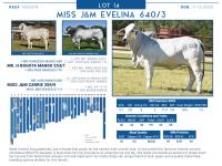 LOT  14 - MISS J&M EVELINA 640/3