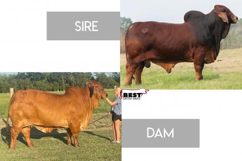 LOT 14 -  MR CHAPARRAL 192 PACQUIAO X CT MS LOCA BEAN 16/2 - FEMALE SEXED EMBRYOS