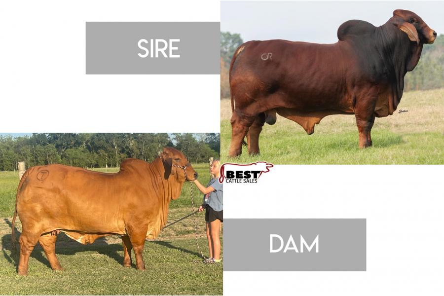 LOT 14 -  MR CHAPARRAL 192 PACQUIAO X CT MS LOCA BEAN 16/2 - FEMALE SEXED EMBRYOS