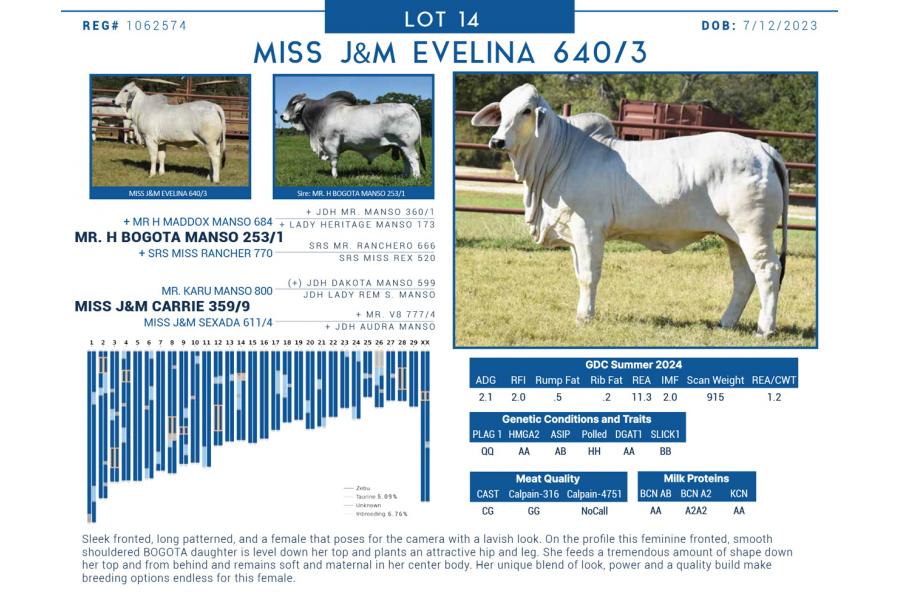 LOT  14 - MISS J&M EVELINA 640/3