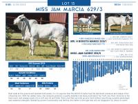 LOT  15 - MISS J&M MARCIA 629/3