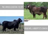 LOT 15 -  PICK OF IVF ASPIRATION - NC MISS COCOA 19 (P) or RSB MS. LIBERTY'S ONYX 202/5