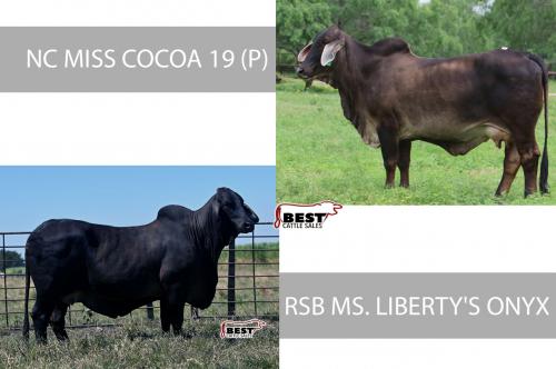 LOT 15 -  PICK OF IVF ASPIRATION - NC MISS COCOA 19 (P) or RSB MS. LIBERTY'S ONYX 202/5