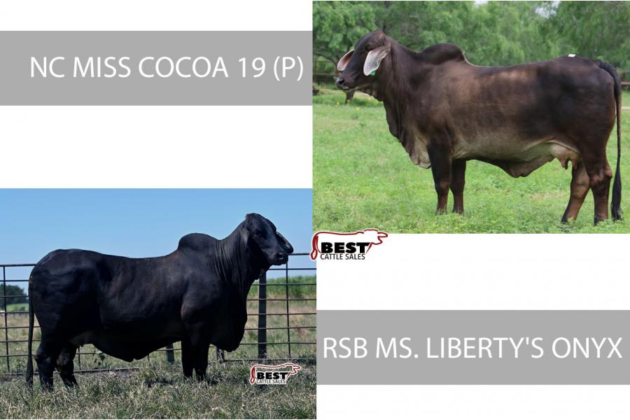 LOT 15 -  PICK OF IVF ASPIRATION - NC MISS COCOA 19 (P) or RSB MS. LIBERTY'S ONYX 202/5