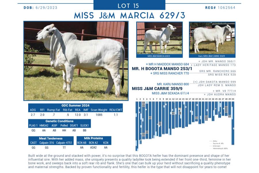 LOT  15 - MISS J&M MARCIA 629/3