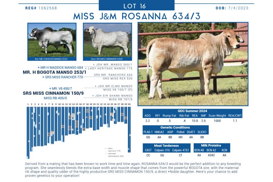 LOT  16 - MISS J&M ROSANNA 634/3