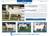 LOT  17 - LILY PEARL 96