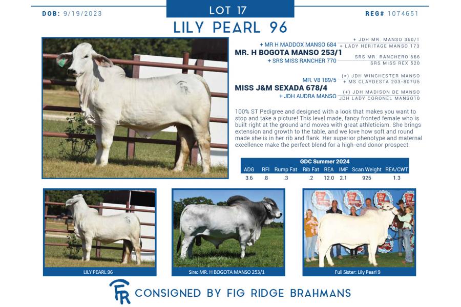 LOT  17 - LILY PEARL 96