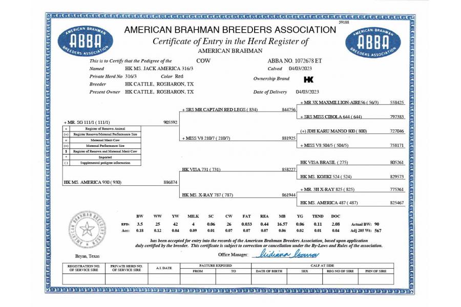 LOT  17 - HK MS. JACK AMERICA 316/3