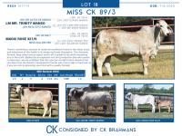 LOT  18 - MISS CK 89/3