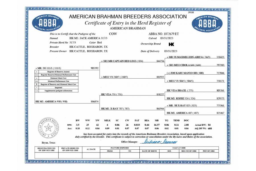 LOT  18 - HK MS. JACK AMERICA 317/3