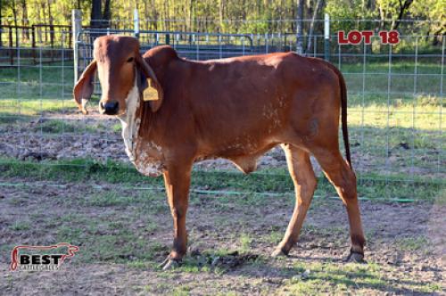 LOT 18- J-C MASON DE DOLLY 7/9