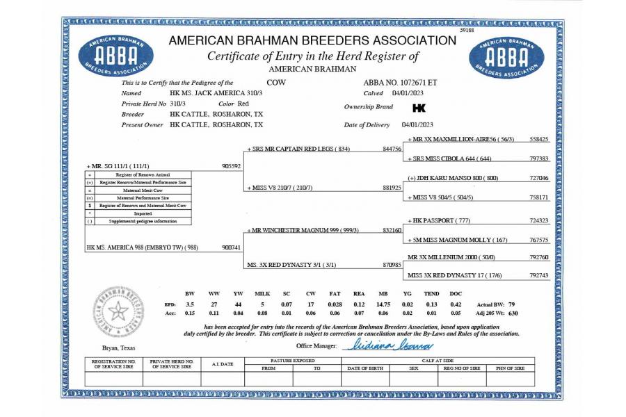 LOT  19 - HK MS. JACK AMERICA 310/3