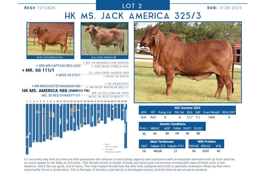 LOT  02 - HK MS. JACK AMERICA 325/3