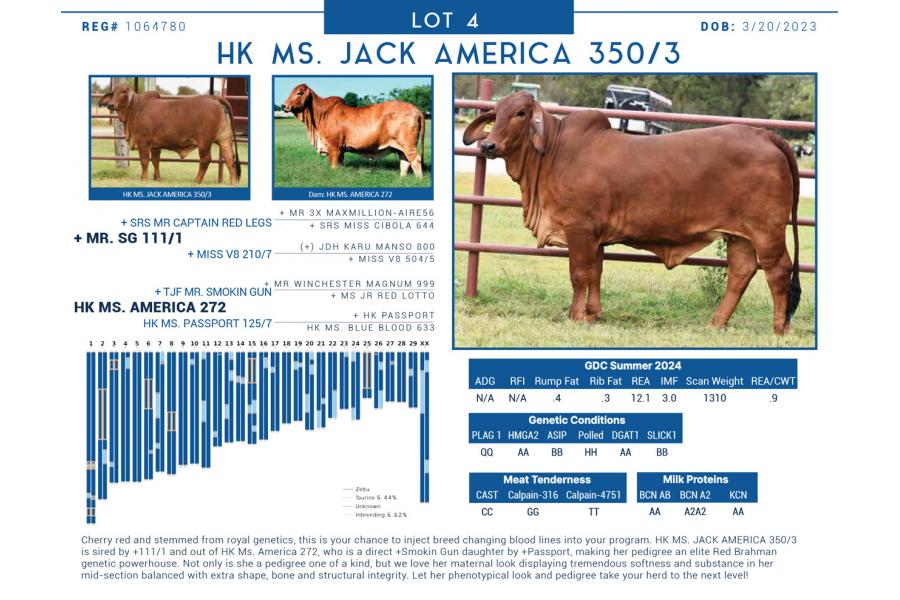 LOT  04 - HK MS. JACK AMERICA 350/3