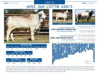 LOT  05 - MISS J&M LOTTIE 668/3