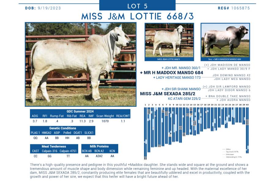 LOT  05 - MISS J&M LOTTIE 668/3