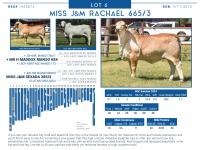 LOT  06 - MISS J&M RACHAEL 665/3