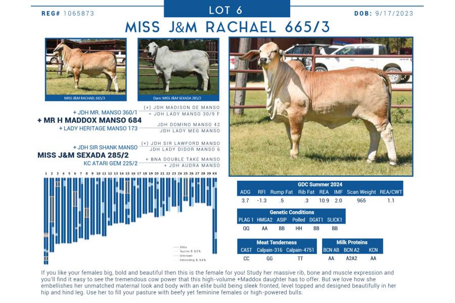 LOT  06 - MISS J&M RACHAEL 665/3