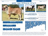 LOT  07 - MISS J&M ROSALIA 674/3