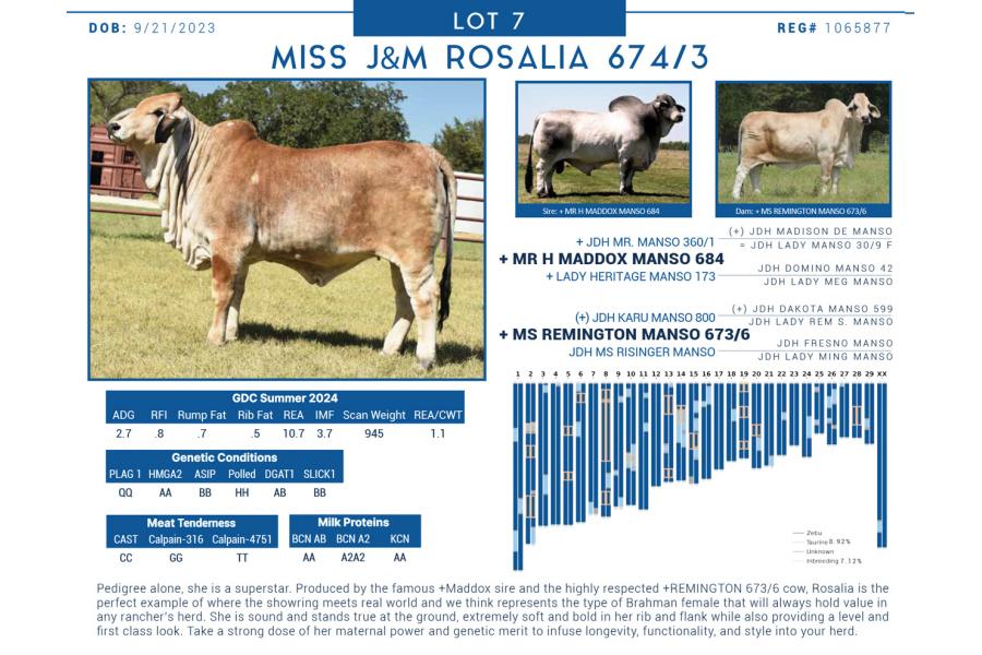 LOT  07 - MISS J&M ROSALIA 674/3