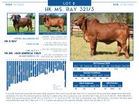 LOT  08 - HK MS. RAY 321/3