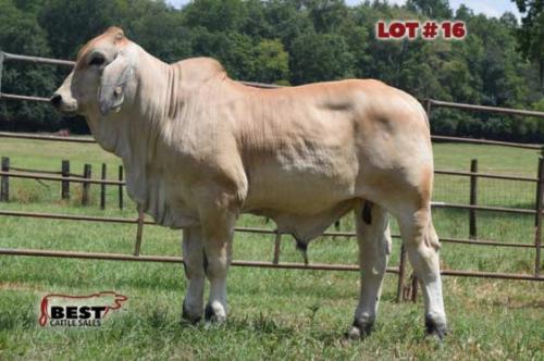 LOT 16 - 	2DP SIR LAWRU 1/8