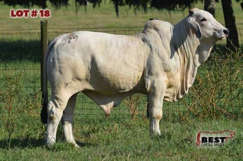 LOT 18 - 	RLB MIGHTY WHITEY 329