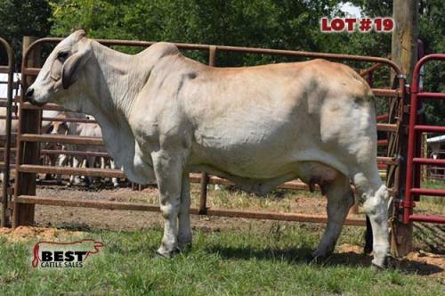 LOT 19 - 	RLB MISS 275