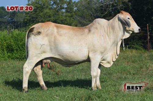 LOT 20 - 	RLB MISS 319