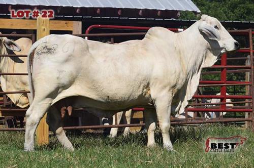 LOT 22 - 	RLB MISS 261