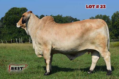 LOT 23 - 	RLB MISS 333