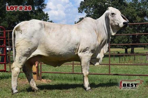 LOT 26 - 	JDH LADY MASON MANSO 352/8