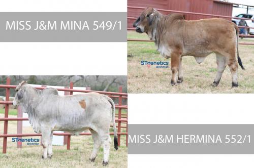 LOT 14 - MISS J&M MINA 549/1 or MISS J&M HERMINA 552/1 - PICK OF 2