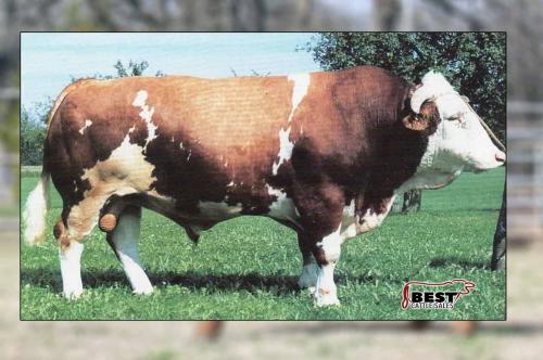 LOT 16 - EMBRYO PACKAGE OF HAXENT X BHR LADY SIEG C235E