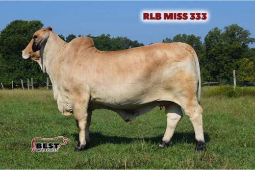 LOT 27 - RLB MISS 333 - IVF ASPIRATION