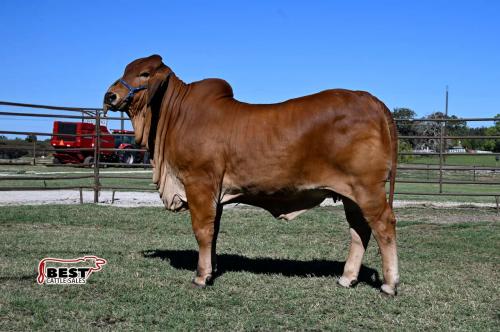 LOT 04 - LF LADY INDOMABLE 10/2001