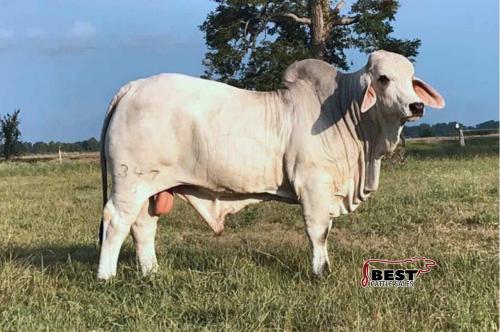 LOT 20A - MR. V8 347/8 - SEXED SEMEN