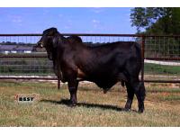 LOT 09 - MR. 7R BARBOSSA 142/3