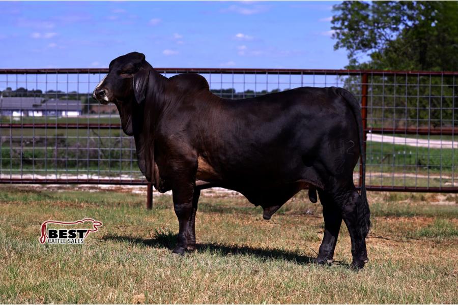 LOT 09 - MR. 7R BARBOSSA 142/3